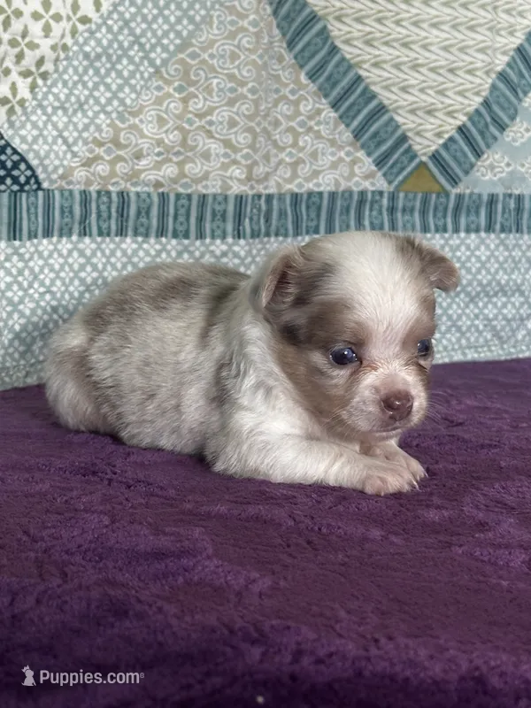 CKC Claudia – Chihuahua puppy for sale in Mayslick, KY