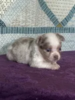 CKC Claudia, a female Chihuahua for sale in Mayslick, KY – 2 of 10