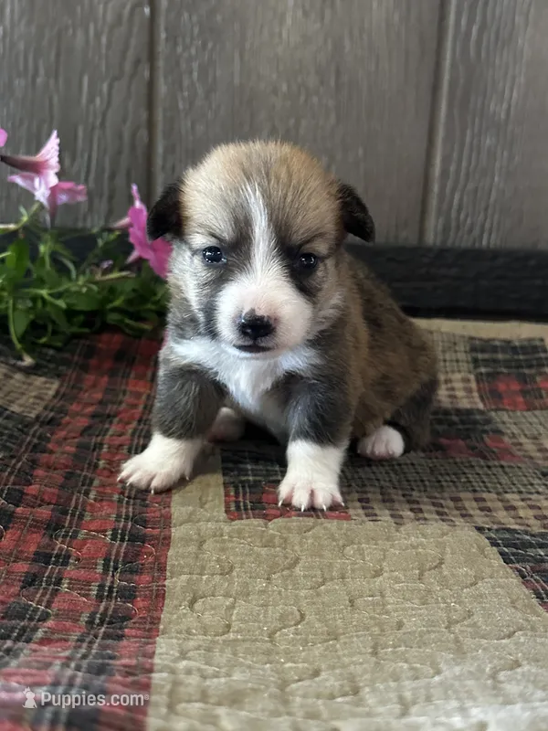 Precious – Pembroke Welsh Corgi puppy for sale in Mayslick, KY