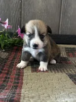 Precious, a female Pembroke Welsh Corgi for sale in Mayslick, KY – 1 of 7
