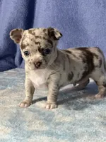 Cody, a male Chihuahua for sale in Mayslick, KY – 5 of 10