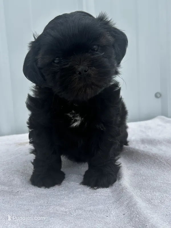 CKC Shay – Shih Tzu puppy for sale in Mayslick, KY