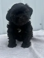 CKC Shay, a female Shih Tzu for sale in Mayslick, KY – 1 of 10