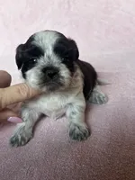 CKC Shadow, a female Shih Tzu for sale in Mayslick, KY – 2 of 6