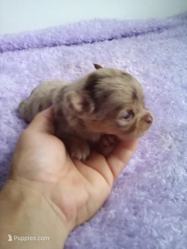 Clarissa – Chihuahua puppy for sale in Mayslick, KY