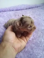 Clarissa, a female Chihuahua for sale in Mayslick, KY – 2 of 4
