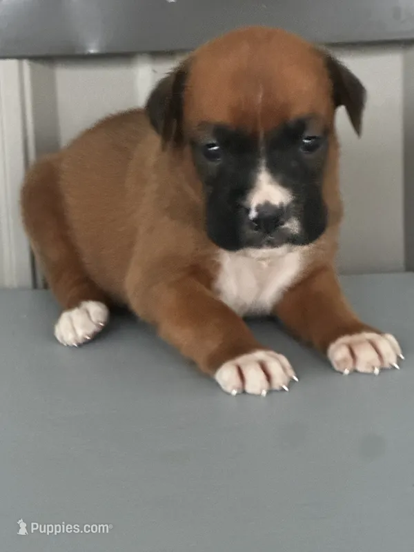 Bonnie – Boxer puppy for sale in Mayslick, KY