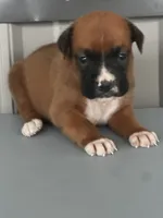 Bonnie, a female Boxer for sale in Mayslick, KY – 1 of 6