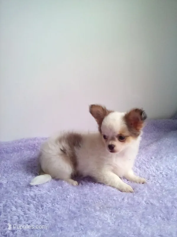 CKC Charlotte – Chihuahua puppy for sale in Mayslick, KY