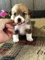 Prissy, a female Pembroke Welsh Corgi for sale in Mayslick, KY – 6 of 6
