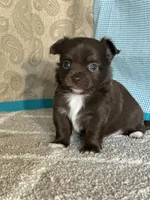 AKC Curly, a male Chihuahua for sale in Mayslick, KY – Photo 4 of 10