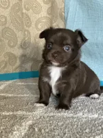 AKC Curly, a male Chihuahua for sale in Mayslick, KY – Photo 3 of 10