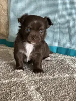 AKC Curly, a male Chihuahua for sale in Mayslick, KY – Photo 6 of 10