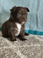 AKC Curly, a male Chihuahua for sale in Mayslick, KY – Photo 10 of 10