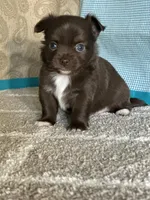 AKC Curly, a male Chihuahua for sale in Mayslick, KY – Photo 5 of 10