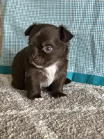 AKC Curly, a male Chihuahua for sale in Mayslick, KY – Photo 8 of 10