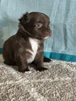 AKC Curly, a male Chihuahua for sale in Mayslick, KY – Photo 7 of 10