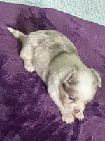 CKC Claudia, a female Chihuahua for sale in Mayslick, KY – 9 of 10