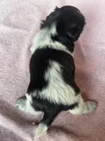 Shyla, a female Shih Tzu for sale in Mayslick, KY – 9 of 9