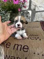 AKC Preston, a male Pembroke Welsh Corgi for sale in Mayslick, KY – 2 of 5