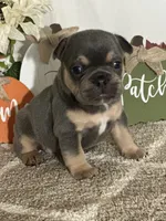 AKC Feather, a female French Bulldog for sale in Mayslick, KY – Photo 8 of 10