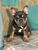 AKC Feather, a female French Bulldog for sale in Mayslick, KY – Photo 2 of 10