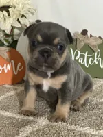 AKC Feather, a female French Bulldog for sale in Mayslick, KY – Photo 9 of 10