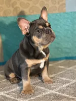 AKC Feather, a female French Bulldog for sale in Mayslick, KY – Photo 1 of 10