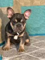 AKC Feather, a female French Bulldog for sale in Mayslick, KY – Photo 4 of 10