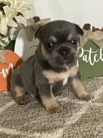 AKC Feather, a female French Bulldog for sale in Mayslick, KY – Photo 10 of 10
