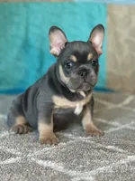 AKC Feather, a female French Bulldog for sale in Mayslick, KY – Photo 6 of 10