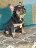 AKC Feather, a female French Bulldog for sale in Mayslick, KY – Photo 3 of 10