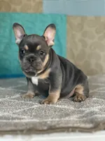 AKC Feather, a female French Bulldog for sale in Mayslick, KY – Photo 7 of 10