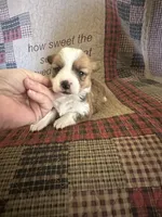 AKC Paisley, a female Pembroke Welsh Corgi for sale in Mayslick, KY – Photo 10 of 10