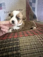 AKC Paisley, a female Pembroke Welsh Corgi for sale in Mayslick, KY – Photo 6 of 10