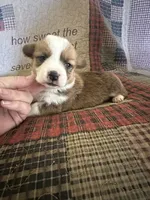 AKC Paisley, a female Pembroke Welsh Corgi for sale in Mayslick, KY – Photo 7 of 10