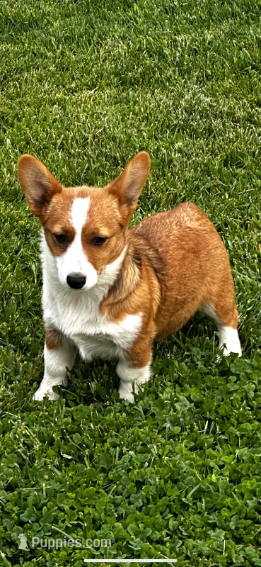 AKC Paisley – Pembroke Welsh Corgi puppy for sale in Mayslick, KY