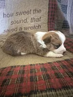 AKC Paisley, a female Pembroke Welsh Corgi for sale in Mayslick, KY – Photo 9 of 10