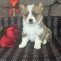 AKC Paisley, a female Pembroke Welsh Corgi for sale in Mayslick, KY – Photo 2 of 5