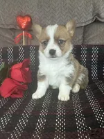 AKC Paisley, a female Pembroke Welsh Corgi for sale in Mayslick, KY – Photo 3 of 10