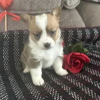 AKC Paisley, a female Pembroke Welsh Corgi for sale in Mayslick, KY – Photo 4 of 5