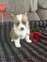 AKC Paisley, a female Pembroke Welsh Corgi for sale in Mayslick, KY – Photo 4 of 10