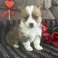 AKC Paisley, a female Pembroke Welsh Corgi for sale in Mayslick, KY – Photo 1 of 5