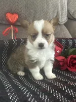 AKC Paisley, a female Pembroke Welsh Corgi for sale in Mayslick, KY – Photo 1 of 10