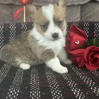 AKC Paisley, a female Pembroke Welsh Corgi for sale in Mayslick, KY – Photo 5 of 5