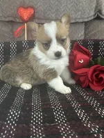 AKC Paisley, a female Pembroke Welsh Corgi for sale in Mayslick, KY – Photo 5 of 10