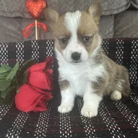 AKC Paisley, a female Pembroke Welsh Corgi for sale in Mayslick, KY – Photo 3 of 5