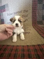 AKC Paisley, a female Pembroke Welsh Corgi for sale in Mayslick, KY – Photo 8 of 10