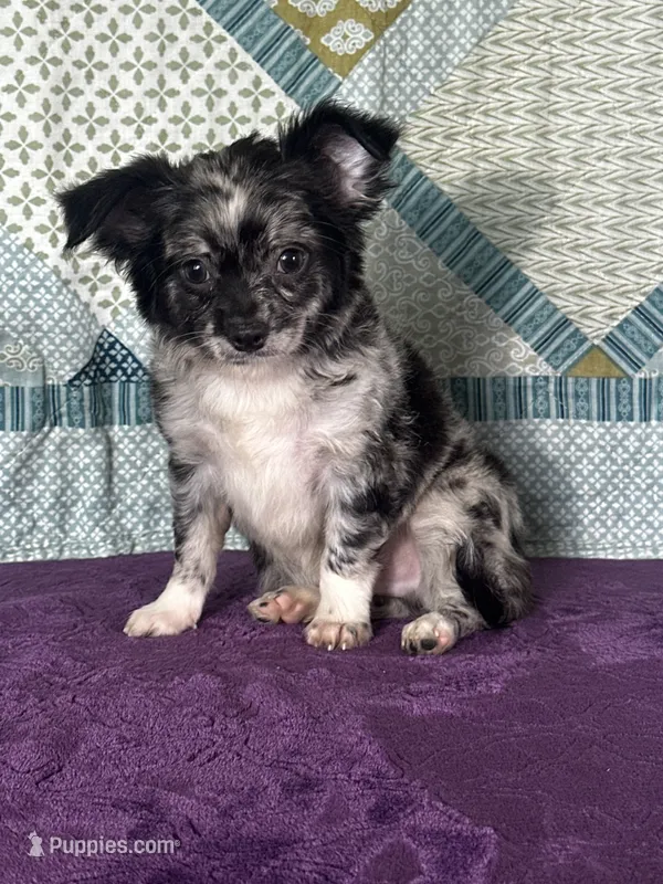 AKC Calvin – Chihuahua puppy for sale in Mayslick, KY