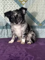 AKC Calvin, a male Chihuahua for sale in Mayslick, KY – 1 of 10